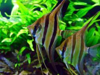 How long does it take for angelfish to breed?