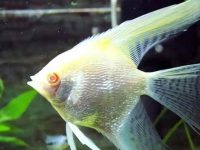 What are the common diseases of angel fish?