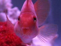 How to keep parrot fish the reddest?