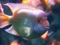How to raise parrot fish to grow fast?