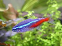 What does a neon fish eat?