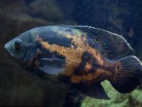 How big can Oscar fish grow?