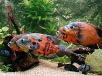 feeding of oscar fish