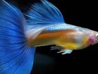 How to breed guppies?