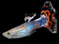 How long does a guppy live?