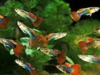 Causes and symptoms of guppy death