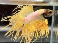 What is the suitable water temperature for guppies?