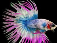 At what water temperature below will a guppy die?