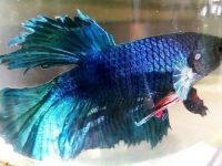 Signs of guppies giving birth to baby fish