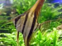 Do angelfish attack other fish?