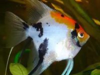 What should angelfish be mixed with?