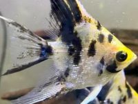 Best combination with angelfish