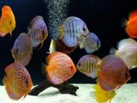 How many times a day should you feed angelfish?