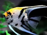 How much food should angelfish feed a day?