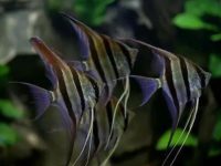 How long does it take for angel fish to grow up?