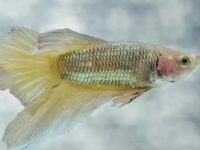 Best live plants for betta fish