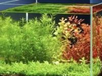 Best tank for betta fish