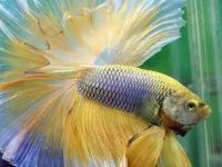 Best temp for betta fish