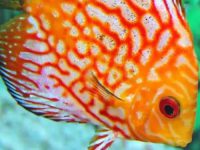 Angelfish breeding density