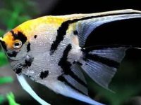 Angelfish Breeding Tips