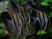 How do angelfish reproduce?