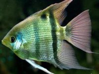 Do angelfish eat aquatic plants?