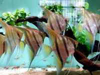 Do angelfish eat small fish?