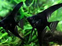 How many days does it take for angelfish to lay eggs?