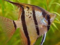 Signs before angelfish spawn