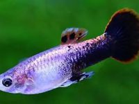 What is the suitable water temperature for guppies?