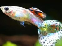 How long does it take for a guppy to give birth?