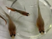 Do guppies lay eggs or hatchlings?