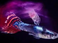 Can small guppy fry bask in the sun?