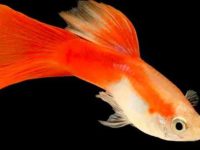 How soon can small guppy fry be raised with big fish?