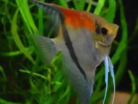 Do angelfish need heating rods?