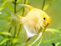 What do angelfish like to eat?