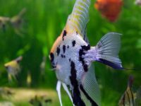 What water quality do angelfish like?