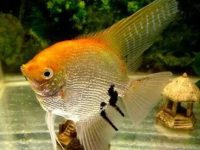 Do angelfish need oxygen?