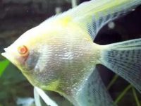 How big a tank do angelfish need?