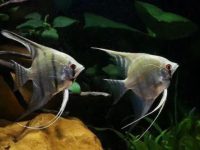 At what water temperature will angelfish die?