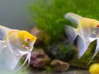 Do angelfish need to change the water every day?