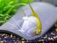 How much should angelfish feed at one time?