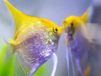 How many eggs does an angelfish lay at one time?