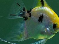 How long can an angelfish live?