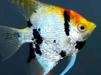 How big can an angelfish usually grow?