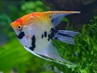 How long does it take for an angelfish to grow up?