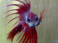 How many fish foods should I feed to my betta fish at one time?
