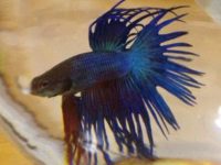 How often should the water for betta fish be changed?