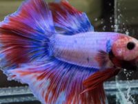 How often should I feed my betta fish?