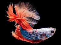 Do I need to feed the betta fish every day?